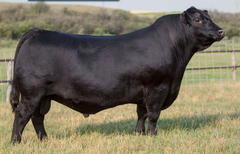 Lot 32: SAV Elba 9132 - (Emerald)