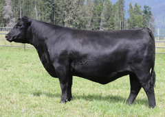 Lot 15: Montana Blackbird 8122