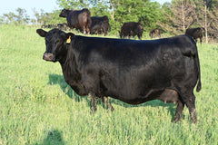 Lot 39: SAC Blackcap May 0243 - Flush