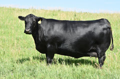 Lot 48: SAC Emblynette 7304 - Flush