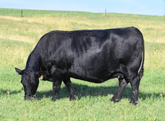 Lot 43: SAV Blackcap May 0584 - Flush