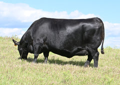 Lot 6: SAV Blackcap May 1583 - (Net Worth F)