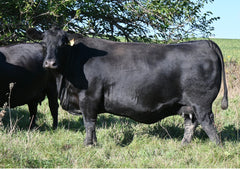 Lot 40: SAV Elba 9132 - Flush