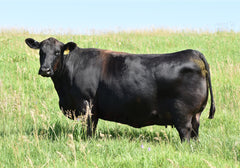 Lot 8: SAV Emblynette 6218 - (Bonanza)