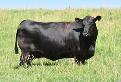 Lot 47: SAV Emblynette 6218 - Flush