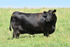 Lot 30: SAV Emblynette 6218 - (Bolt)