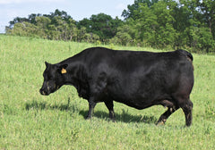 Lot 11: SAV Emblynette 7524 - (Courage - M)