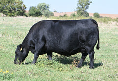 Lot 38: SAV Erica 8622 - Flush