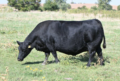 Lot 38: SAV Erica 8622 - Flush