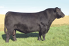 Lot 3: SAV Blackcap May 0588 - (Fieldmaster)