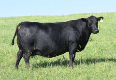 Lot 35: SAV Lucy 8465 - Flush