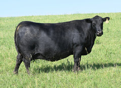 Lot 35: SAV Lucy 8465 - Flush