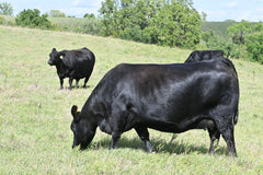 Lot 36: SAV Madame Pride 2572 - Flush