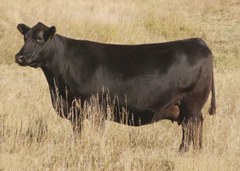 Lot 7: SAV Blackcap May 3501