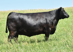 Lot 26: SAV Blackcap May 0624