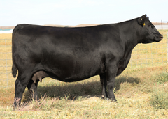 Lot 3: SAV Blackcap May 7809