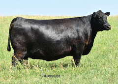Lot 24: SAV Blackcap May 0624