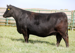 Lot 33: SAV Emblynette 2814
