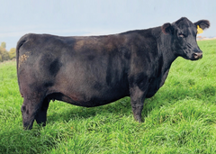 Lot 24: SAV Emblynette 3068