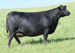 Lot 9: SAV Lucy 8465