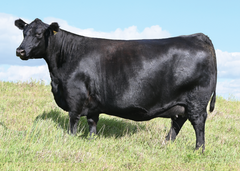 Lot 20: SAV Madame Pride 2572