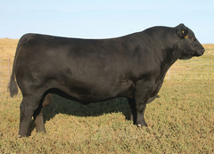 Lot 18: SAV Blackcap May 8052