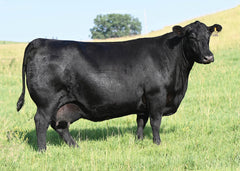 Lot 12: Blackline Blackcap May 8826 - (Renown - F)