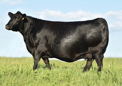 Lot 44: Blackline Emblynette 0440 - Flush