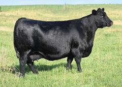 Lot 42: Blackline Emblynette 9343 - Flush