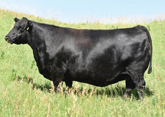 Lot 17: Blackline Emblynette 9344 - (Renown -F)