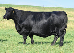 Lot 43: SAV Blackcap May 0584 - Flush