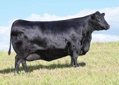 Lot 3: SAV Blackcap May 0588 - (Fieldmaster)