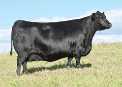 Lot 5: SAV Blackcap May 0592 - (Throttle)