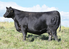 Lot 32: SAV Elba 9132 - (Emerald)