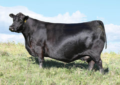 Lot 11: SAV Emblynette 7524 - (Courage - M)