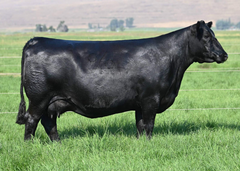 Lot 7: Coleman Dixie Erica 1154