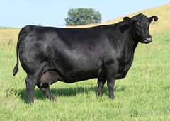 Lot 2: Blackline Blackcap May 8826