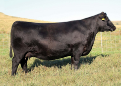 Lot 15: SAV Blackcap May 6644