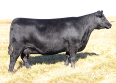 Lot 21: SAV Emblynette 6506