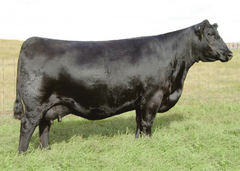 Lot 10: SAV Madame Pride 9803