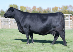 Lot 33: S&R Ms Thunder 422