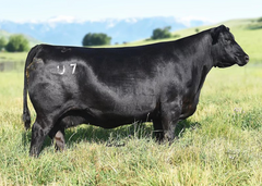 Lot 10: Pine Coulee Black Annie U7