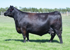 Lot 13: S&R Ms Thunder 528