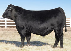 Lot 26: SC Ashland 41F (Herbster Lucky Seven)
