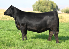 Lot 25: Coleman Donna 2448