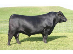 Lot 6: Coleman Donna 077