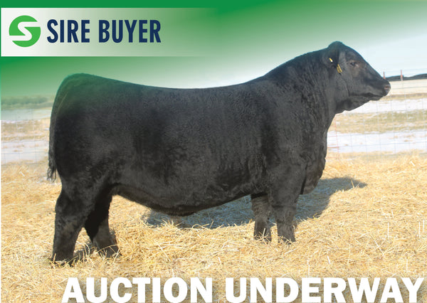 【FINAL SALE】CuveeSirWinstonChurchill2008 Lot 2: SAV Downpour 8794 - 2 Units – Sire Buyer Auctions
