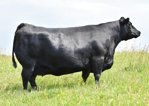 Lot 20: SAV Blackcap May 0592
