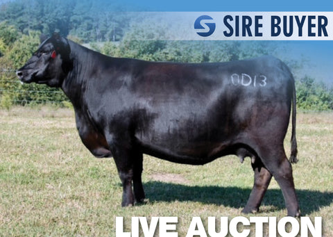 Lot 18: FF Rita 0D13 of 8M10 Radiant - 3 Sexed F