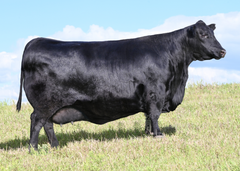 Lot 10: SAV Blackcap May 0588